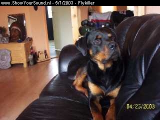showyoursound.nl - Flykiller - Flykiller - honden_0042.jpg - Mijn Rottweiler 